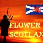 Jour 42 - Ecosse - France (VI Nations)